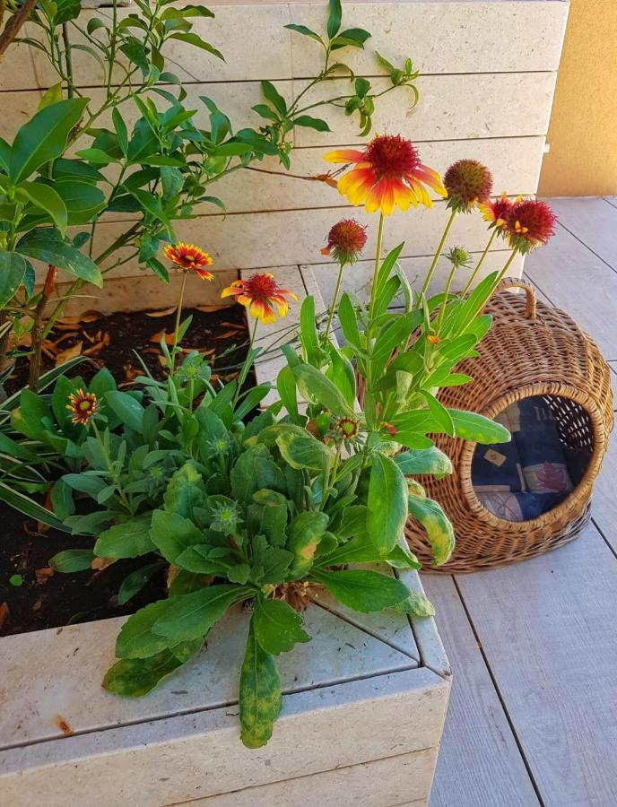 Apartmani Vrancic Mandre Esterno foto